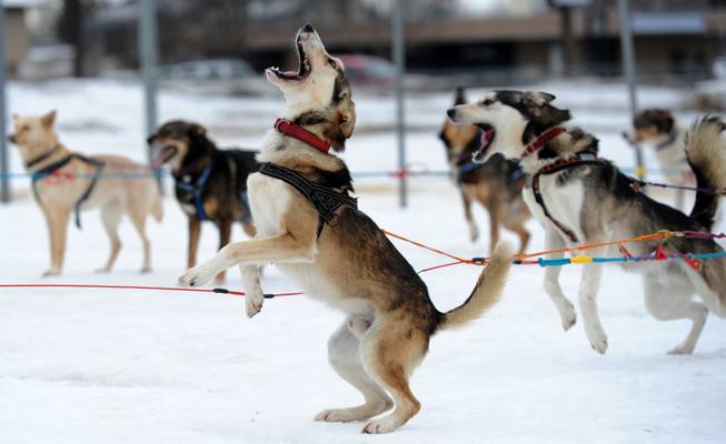 Saki is ready to go as Iditarod musher Michelle Phillips of Tagish, Yukon, takes her dogs out for a run on Friday, Feb. 28, 2014, at Tozier Track in Anchorage, Alaska. "We're just doing a little stretching-out run," she said. "They've been in the truck a long time." Several mushers visited the track Friday in preparation for Saturday's ceremonial start of the Iditarod Trail Sled Dog Race.