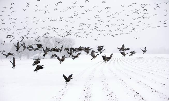 Canada Geese take flight from a farm field during a snow storm, Monday, March 3, 2014, in Davidsonville, Md. Spring is in sight, but winter is keeping its icy hold on much of the country, with up to a foot of snow and plummeting temperatures expected across the Mid-Atlantic states and up the East Coast.