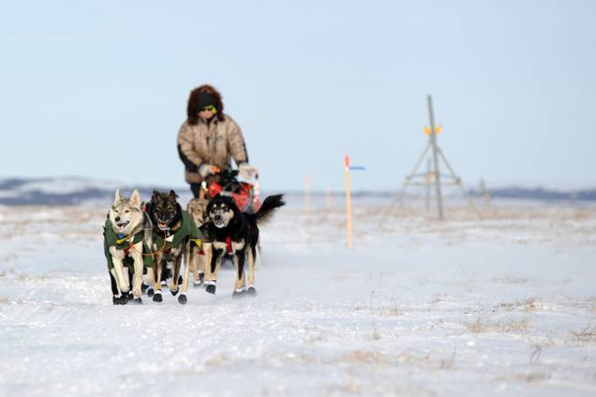 Iditarod musher Jeff King, from Denali, Alaksa, mushes between the checkpoints of White Mountain and Safety, the last checkpoint before the finish line in Nome. King was the first musher to leave the White Mountain checkpoint during the 2014 Iditarod Trail Sled Dog Race on Monday, March 10, 2014.