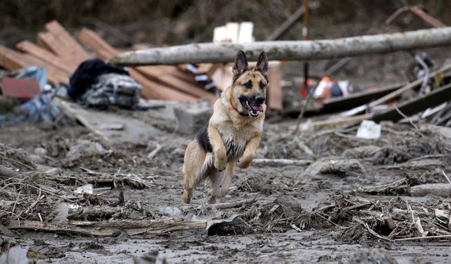 Search dog Stratus leaps through a debris field while working with a handler following a deadly mudslide, Tuesday, March 25, 2014, in Oso, Wash. At least 14 people were killed in the 1-square-mile slide that hit in a rural area about 55 miles northeast of Seattle on Saturday. Several people also were critically injured, and homes were destroyed.