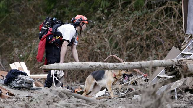 Searcher Shayne Barco and his dog Stratus look through debris following a deadly mudslide, Tuesday, March 25, 2014, in Oso, Wash. At least 14 people were killed in the 1-square-mile slide that hit in a rural area about 55 miles northeast of Seattle on Saturday. Several people also were critically injured, and homes were destroyed.