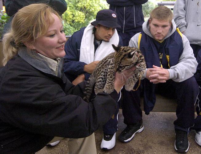 San Diego Zoo keeper Nicki Boyd, left, shows off a baby Ocelot named Diego as California players Reggie Robertson, center, and Tosh Lupoi, right, look on during a team visit to the San Diego Zoo Tuesday, Dec. 28, 2004, in San Diego. Cal will face Texas Tech in the Holiday Bowl on Thursday at Qualcomm Stadium in San Diego.