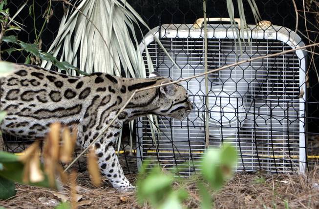 An ocelot stands in front of a box fan looking for some relief from the heat in his Tallahassee Museum of History and Natural Science guest animal habitat, Tuesday, June 23, 2009, in Tallahassee, Fla. Temperatures in the area are predicted to reach 100 degrees for the eighth day in a row, prompting animal curators at the museum to place fans around the habitat to provide relief from the heat.