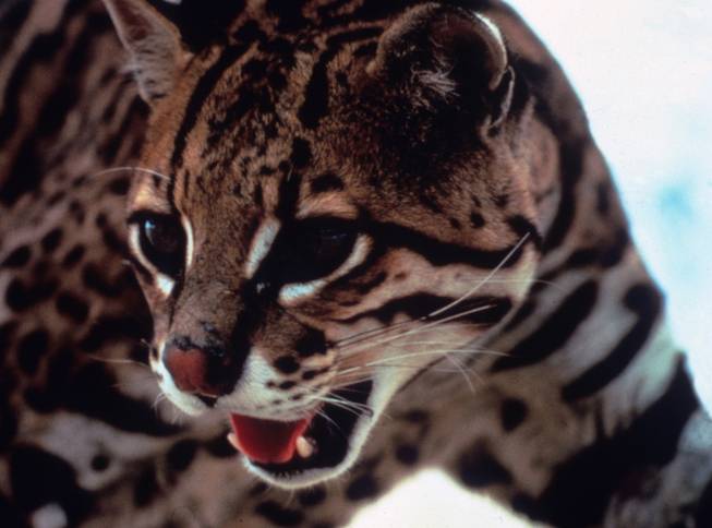 This undated picture provided by The Nature Conservancy shows an ocelot. The Nature Conservancy bought a 1,300-acre conservation easement on the San Francisco Ranch near Raymondville, Texas on Tuesday, Dec. 22, 2009, hoping to restore the grasslands to the thick thorn scrub habitat favored by the endangered felines.