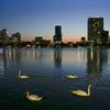 Photo: In this May 19, 2014, photo, swans swim in Lake Eo Photo: In this May 19, 2014, photo, swans swim in Lake Eo