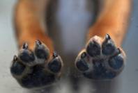 A puppy places his paws on the glass of a holding pen while awaiting adoption at the Lied Animal Shelter Thursday, May 22, 2014.