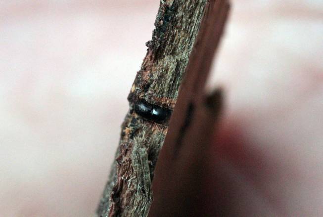 A polyphagous shot hole borer, smaller than a sesame seed, center, exposed by researcher Akif Eskalen at the Huntington Botanical gardens in Pasadena, Calif. The beetle bores into trees and spreads a fungus that attacks the vascular tissue of the tree and disrupts water and nutrient flow.