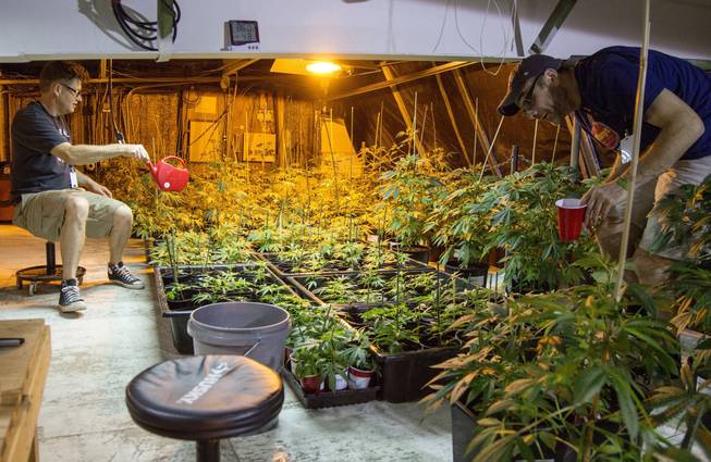 While AuricAG plans to set up automatic watering systems, for now Mark Arnold, left, and master grower Steve Elliott water their maturing plants by hand. By reducing light, they can trick the plants into flowering and boosting their output of pot's psychoactive chemicals.
