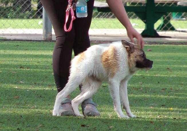 A woman scratches the head of Pig, a dog born with severe deformities, at a park in Alabaster, Ala., on Tuesday, June 17, 2014. Found with littermates in woods near Atlanta, the 8-month-old mutt was adopted by Kim Dillenbeck of Helena, Ala. Pig runs and plays with other animals despite have a shortened spine, misshappen hips and no neck. She hops like a frog to stand up and walks with a high-shouldered gait that resembles a gorilla. Unable to swing her head side to side, Pig spins her whole body to see what's beside her.