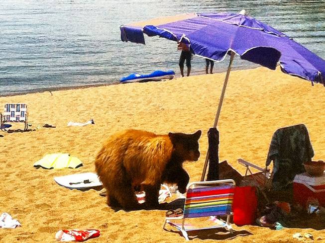 This photo provided by the Nevada Department of Wildlife shows a black bear Wednesday, July 9, 2014, on a Lake Tahoe beach in Glenbrook. The bear had to be killed by state wildlife officials because it had become a threat to public safety. It was the seventh bear the Nevada Department of Wildlife has captured at Tahoe in 10 days. The others were released back to the wild. Nevada Department of Wildlife officials say lingering drought is forcing bears to expand their search for food into urban areas.