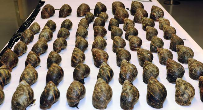 This undated photo provided by United States Department of Agriculture (USDA) showing an air cargo shipment of 67 live snails that arrived at Los Angeles International Airport on July 1, 2014. Officials said that the 35 pounds of snails arrived from Nigeria along with paperwork stating they were for human consumption. Officials say the snails were intercepted and they were subsequently identified after a sample was sent to U.S. Department of Agriculture specialists in Washington, D.C.