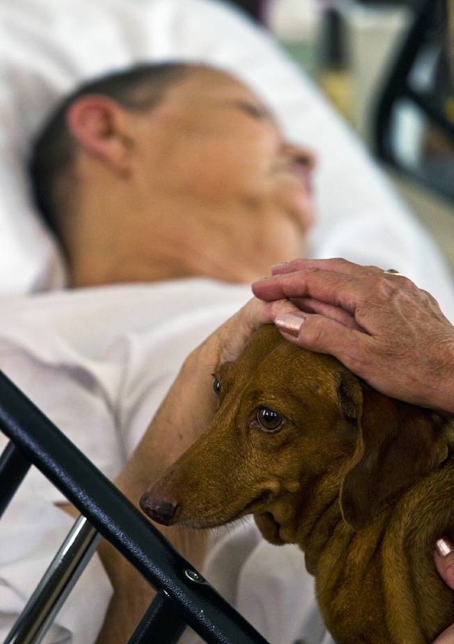Linda Rolain is visited by her dog Ammo at her hospital bed in their living room just days before she passed away following brain surgery in May on Wednesday, June 25, 2014. She should have had surgery much sooner but due to the problems on the exchange she wasn't able to receive insurance until mid May.