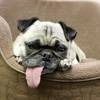 Amy Newmark's granddog Riley, a rescued Pug. Amy Newmark's granddog Riley, a rescued Pug.
