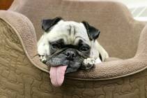 Amy Newmark's granddog Riley, a rescued Pug. Amy Newmark's granddog Riley, a rescued Pug.