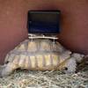 Photo: This Saturday, Aug. 2, 2014, photo shows a tortois Photo: This Saturday, Aug. 2, 2014, photo shows a tortois
