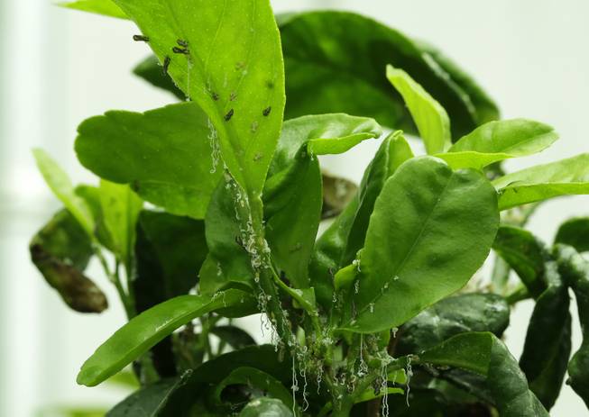 In this Wednesday, July 31, 2014 photo, the Asian Citrus Psyllid is shown on a lemon tree in a greenhouse at the University of Florida Citrus Research and Education Center, in Lake Alfred, Fla. The psyllid is an invasive bug which carries bacteria that are left behind when the psyllid feeds on a citrus tree's leaves. Eventually the disease clogs the plant's vascular system and the tree dies.This disease called "greening" is threatening Florida's $9 billion citrus industry.