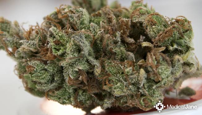 marijuana tangie strain marijuana tangie strain