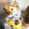 Photo: Keno, a Nevada SPCA foster puppy selected to take Photo: Keno, a Nevada SPCA foster puppy selected to take