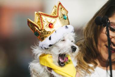 Puppy Bowl pooch Keno honored with a City Hall fire hydrant dedication
