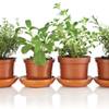 To determine whether your plants are thirsty, feel the soil at least two inches down. It should be moist but not wet, like a wrung-out sponge.
To determine whether your plants are thirsty, feel the soil at least two inches down. It should be moist but not wet, like a wrung-out sponge.