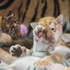 Four 6-week-old tiger cubs — Liberty, Justice, Hirah and Maharani — are unveiled to the public at Siegfried & Roy’s Secret Garden and Dolphin Habitat on Monday, Sept. 14, 2015, at the Mirage. Justice, a light orange male, plays with Maharani, a striped white female, in their new enclosure. Four 6-week-old tiger cubs — Liberty, Justice, Hirah and Maharani — are unveiled to the public at Siegfried & Roy’s Secret Garden and Dolphin Habitat on Monday, Sept. 14, 2015, at the Mirage. Justice, a light orange male, plays with Maharani, a striped white female, in their new enclosure.