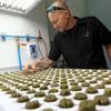 Photo: Consultant Jonathan Hunt checks seedlings growing Photo: Consultant Jonathan Hunt checks seedlings growing