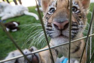 Siegfried & Roy + Emma Goldsberry
