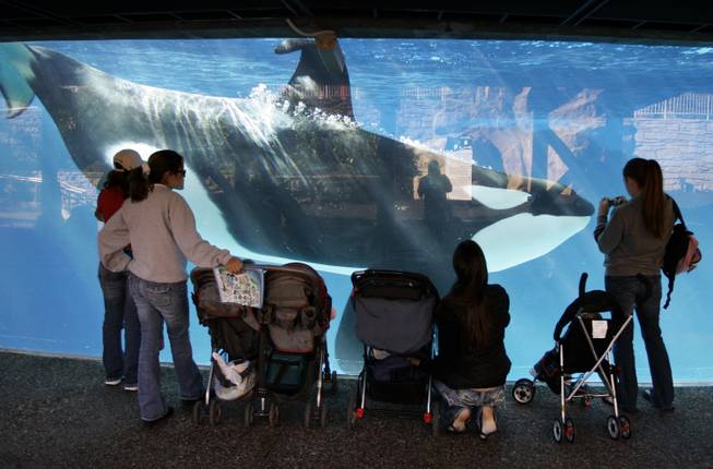 Seaworld Orca Tanks Seaworld Orca Tanks