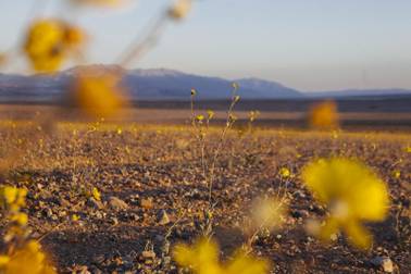 Farewell, Super Bloom: An appreciation of Death Valley’s wildflower phenomenon