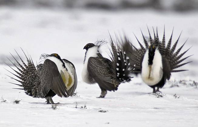sagegrouse sagegrouse