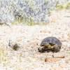 Photo: The desert tortoise is crucial to the health of th Photo: The desert tortoise is crucial to the health of th