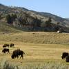 Photo: In this Aug. 3, 2016, file photo, a herd of bison Photo: In this Aug. 3, 2016, file photo, a herd of bison
