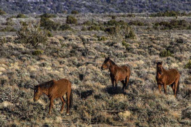 Wild Horses and Burros Wild Horses and Burros