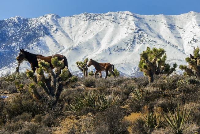 Wild Horses and Burros Wild Horses and Burros