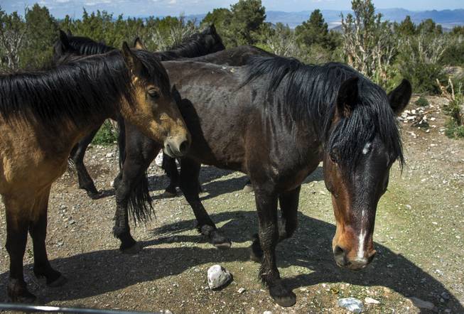Wild Horses and Burros Wild Horses and Burros