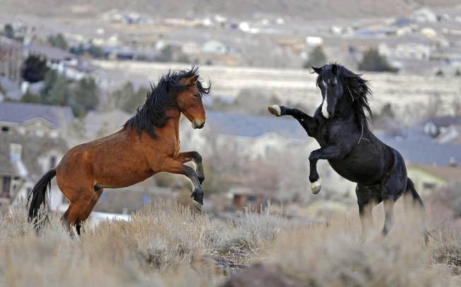 Nevada Wild Horses Nevada Wild Horses
