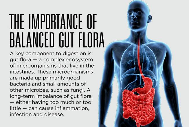 HCA gut health native HCA gut health native