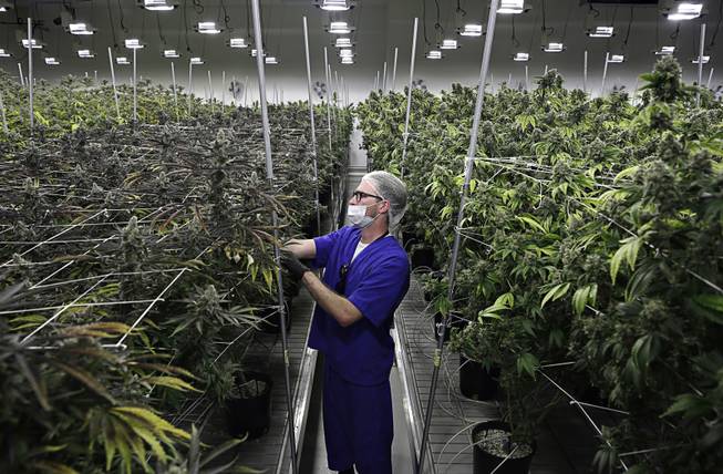 Nevada Weed Nevada Weed