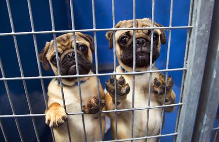 A pair of dogs are shown in the holding area of the Animal Foundation's Lied Animal Shelter, Tuesday, July 22, 2014.