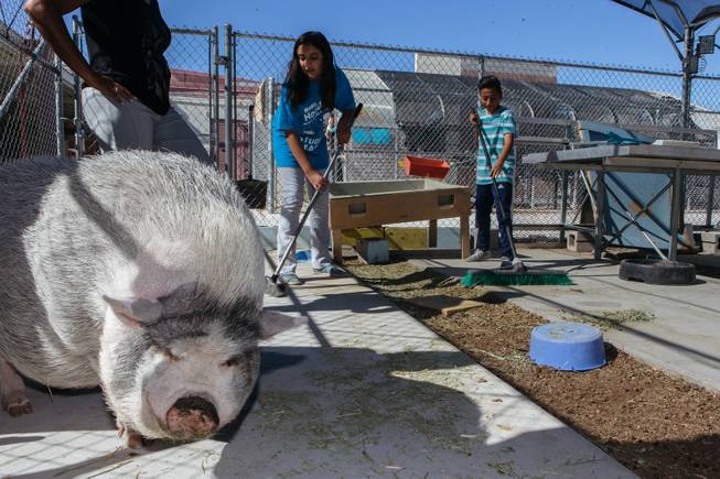 Animal Farms at School Animal Farms at School