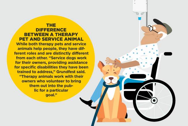 HCA therapy pets native HCA therapy pets native