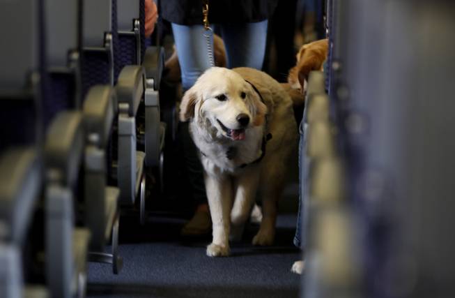 Delta Service Dogs Delta Service Dogs