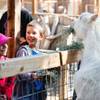 Photo: Holly, 7, and Kenny, 8, assist with feeding the go Photo: Holly, 7, and Kenny, 8, assist with feeding the go