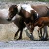 Photo: In this June, 2015 file photo, free-roaming horses Photo: In this June, 2015 file photo, free-roaming horses