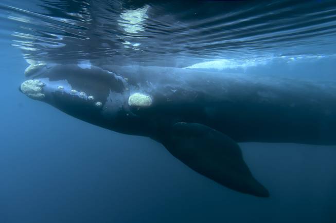 Southern Right Whale Southern Right Whale