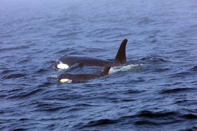 Sick Endangered Orca Sick Endangered Orca