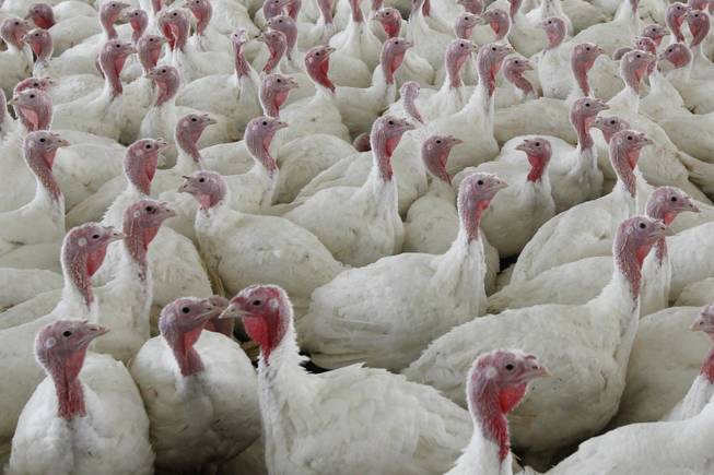 Turkey salmonella Turkey salmonella