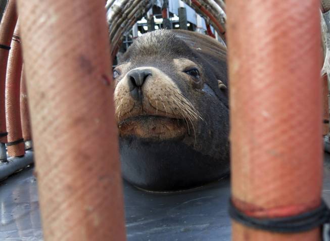 Sea Lion Sea Lion