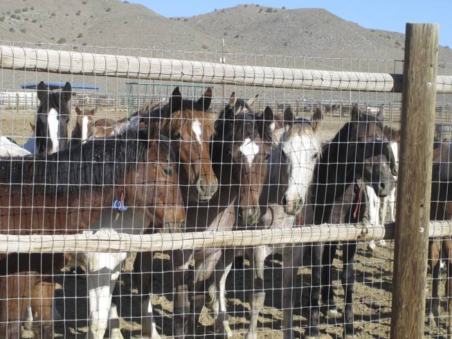 Nevada Wild Horses Nevada Wild Horses