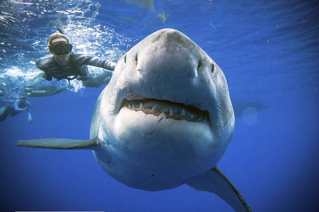 Great White Shark Great White Shark